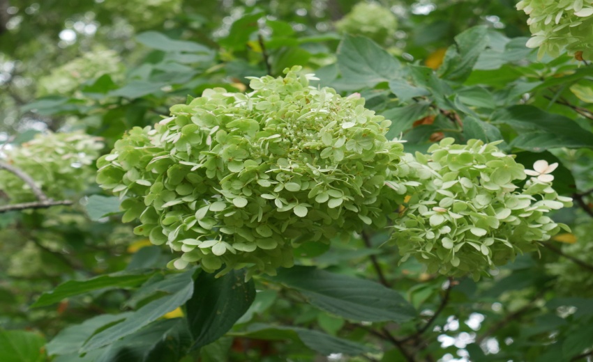 Hydrangia Bush