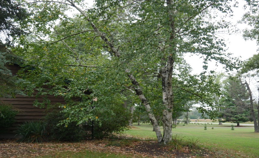 Birch Tree