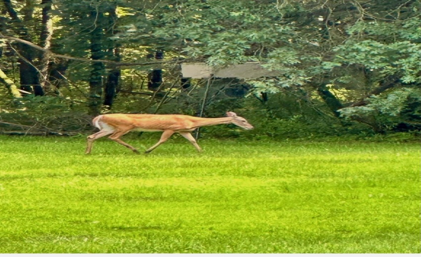 Deer 3