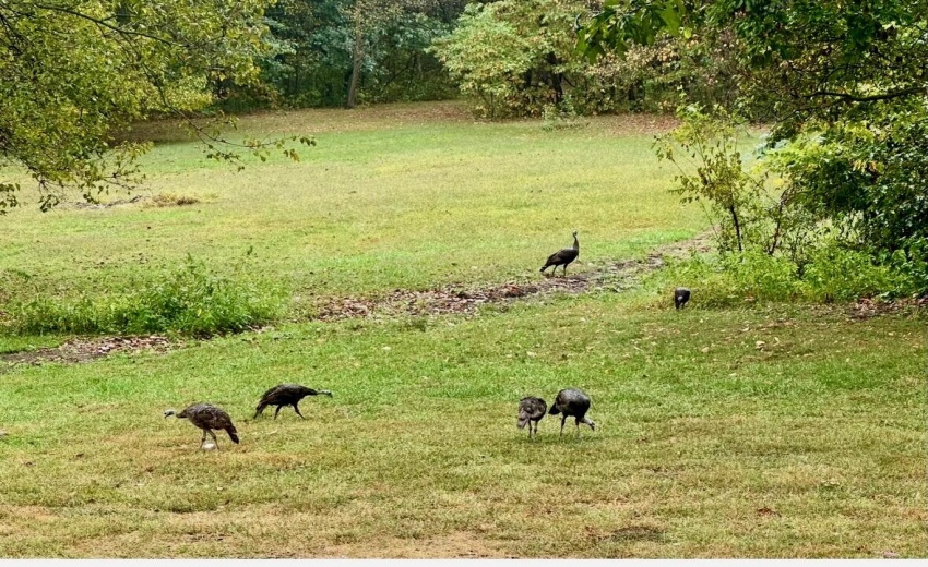 Turkey