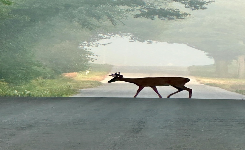 Deer