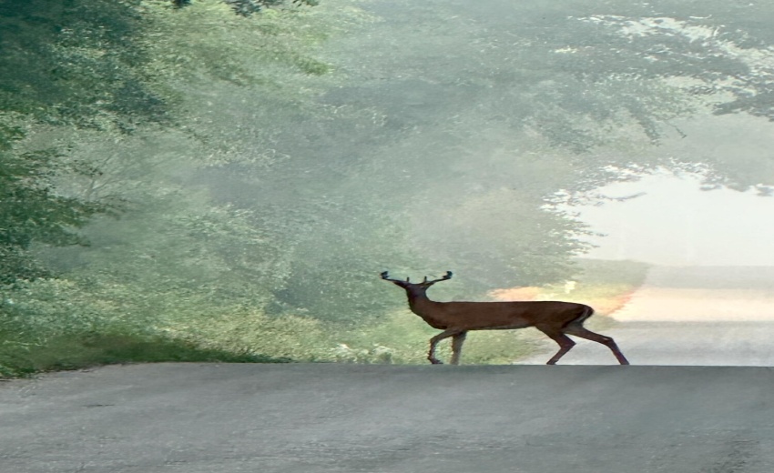 Deer 2
