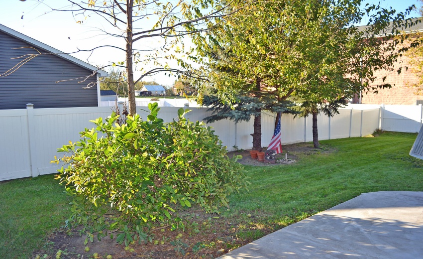 backyard trees