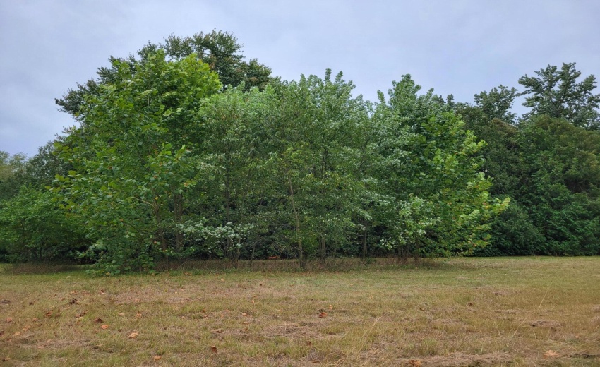 lot1-2