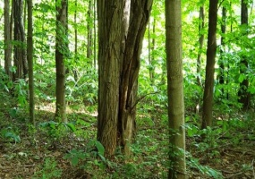 1334 Brummitt Road, Chesterton, Indiana, ,Land,For Sale,Brummitt,NRA811478