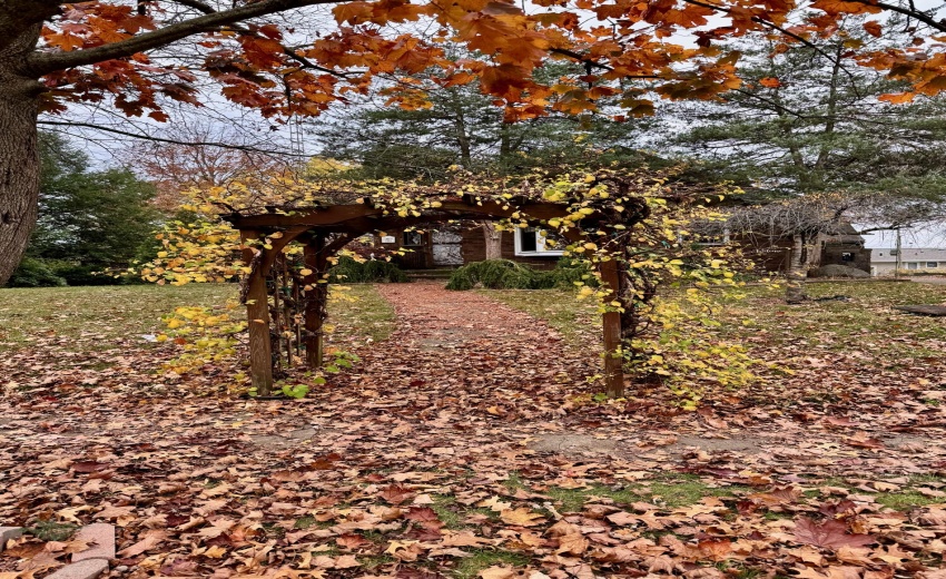 Arbor