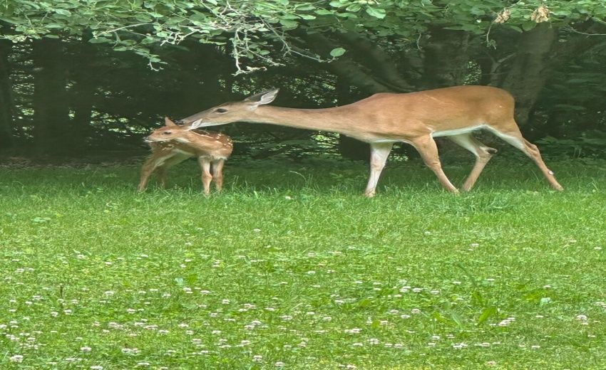 Fawn & Doe