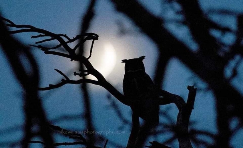 Owl