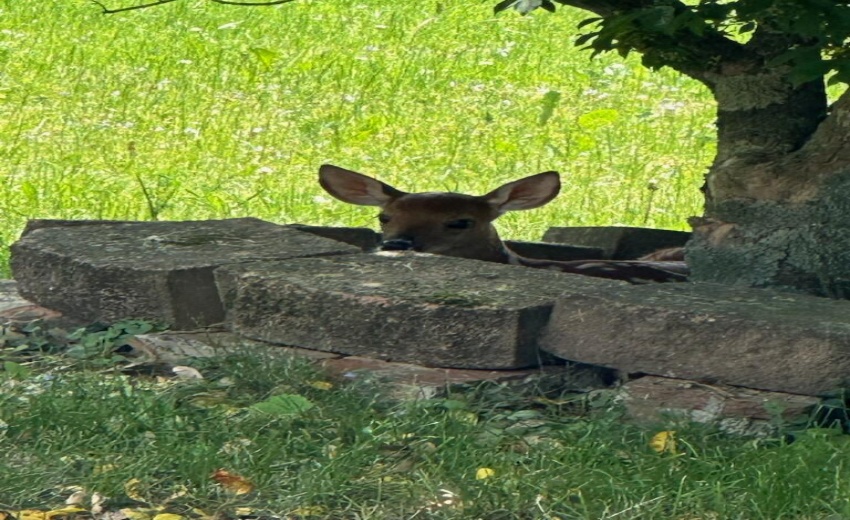 Fawn