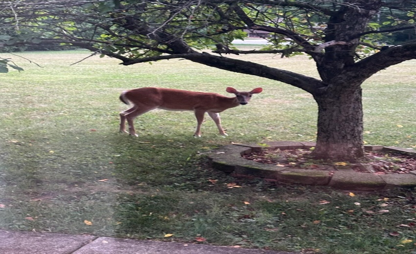 Doe