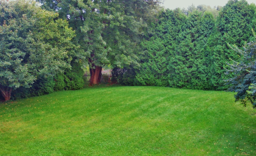 CORNER OF BACK YARD