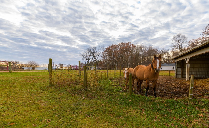 Pasture