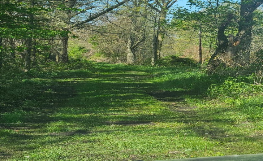 spring 2