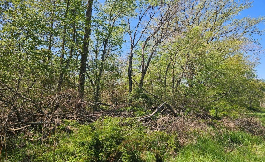 spring 5