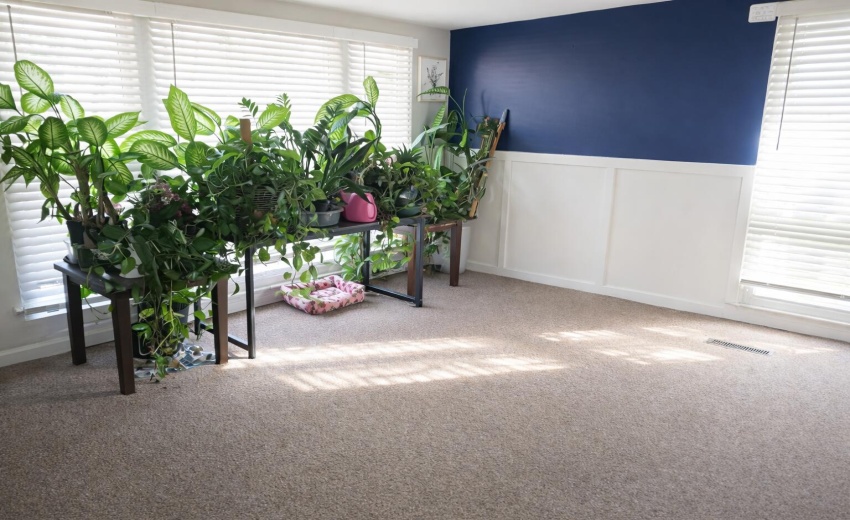 Sunlit room with lush green plants