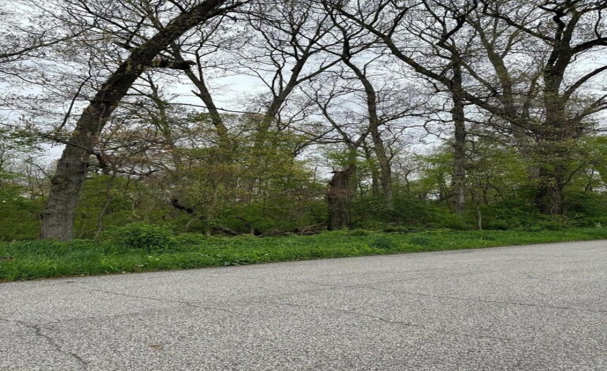 Pin Oak 2