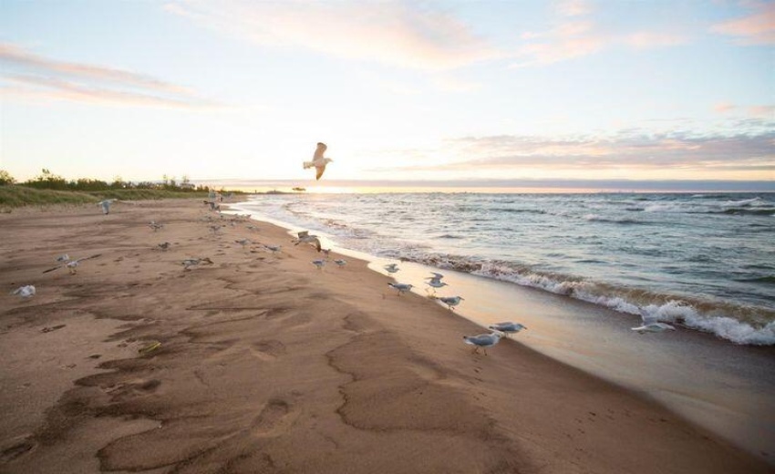 Seagulls on Beach
