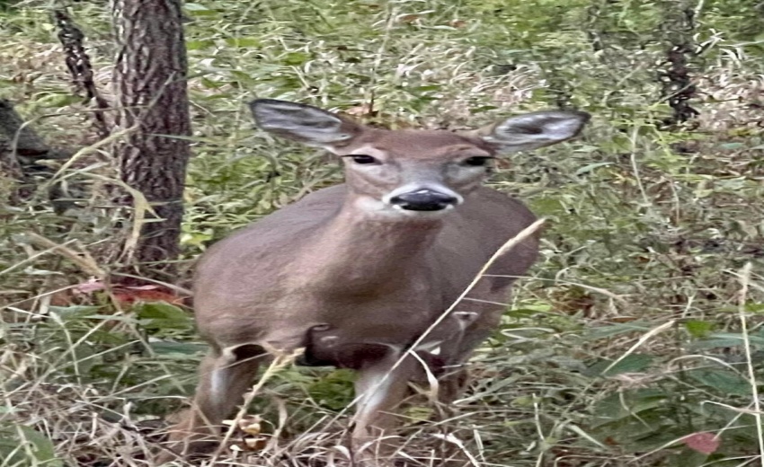 4e8e04f28d0bb952df649525edce4e63