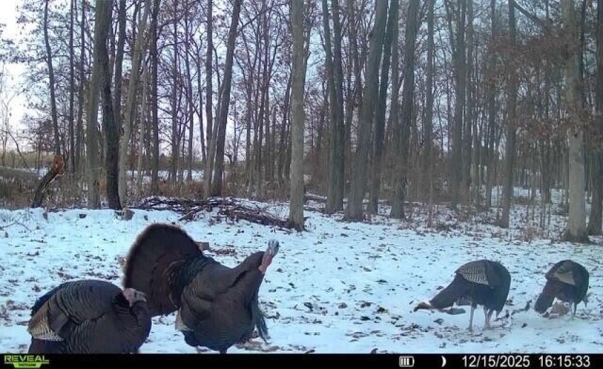 thumbnail_016579001495071-65-4-121520251