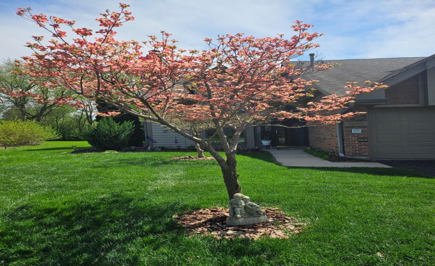 1489 pink tree