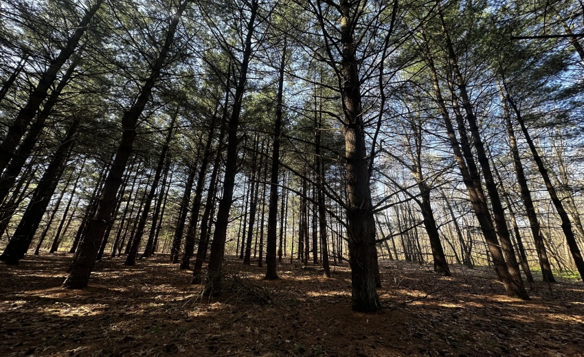 tall trees