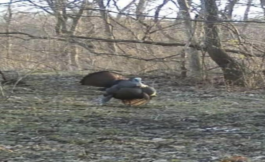 Wild Turkeys