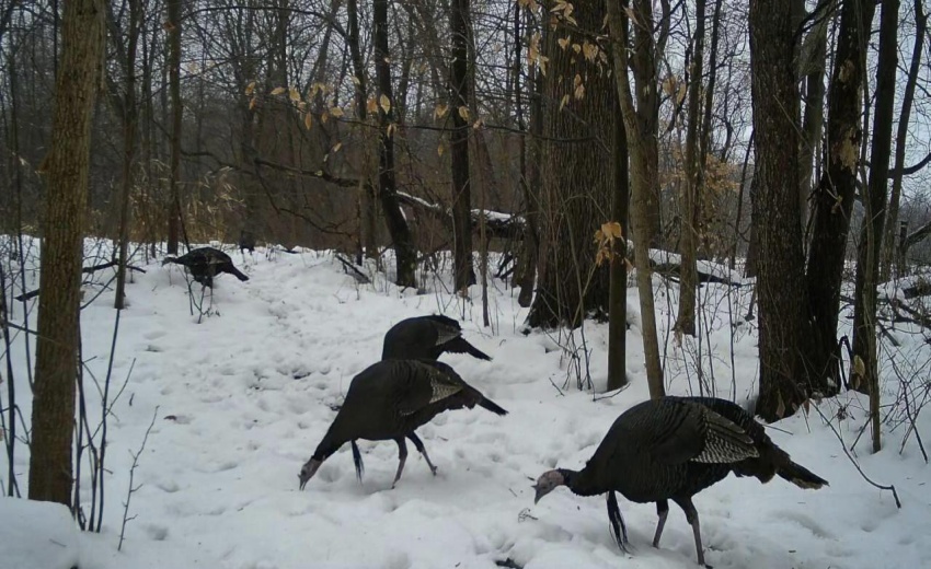 Wild Turkeys