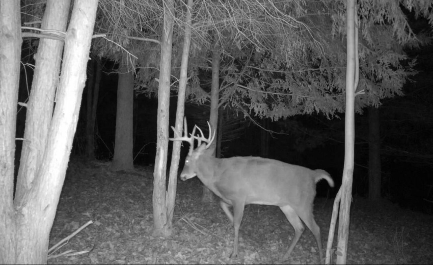 Buck