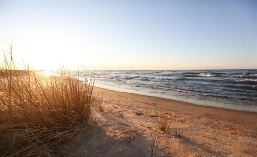 Dunegrass on Beach
