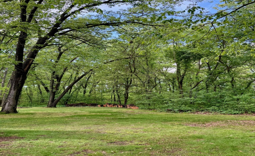 Yard 5