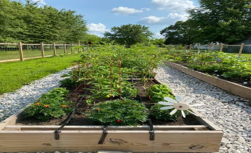 Garden Growing