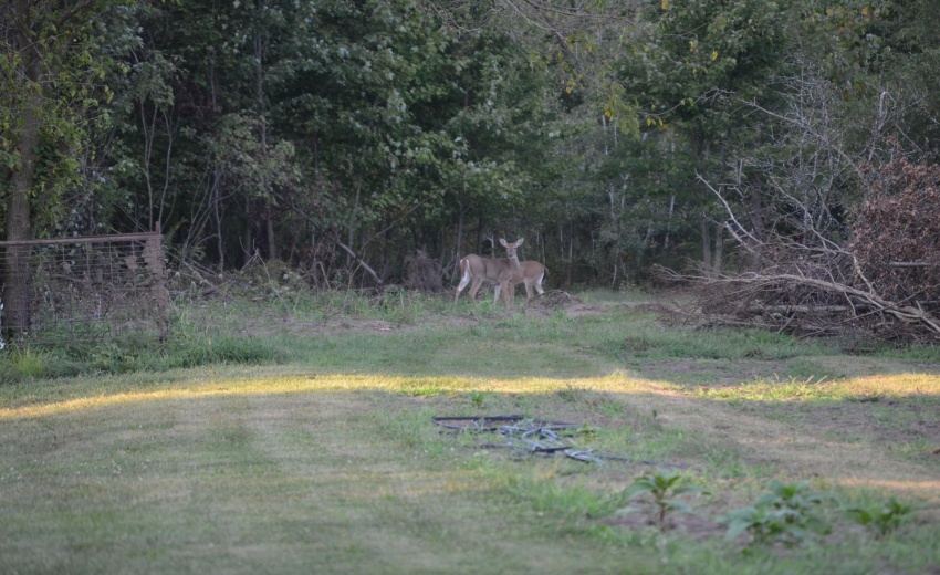 Deer