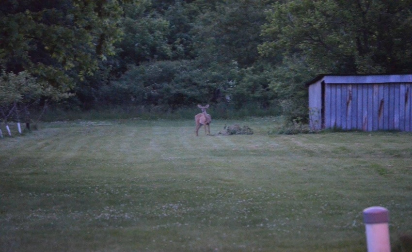 Deer