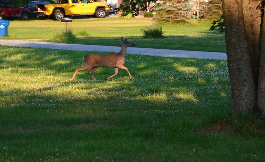Deer