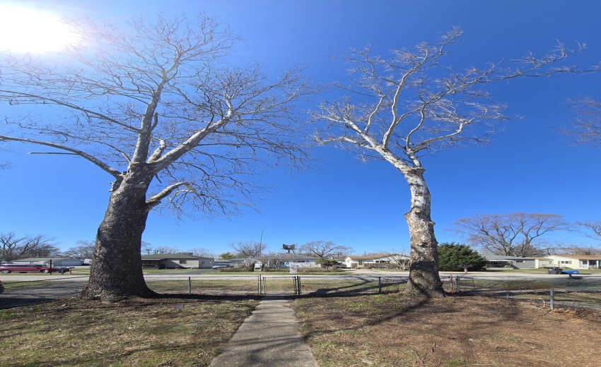 American Sycamore
