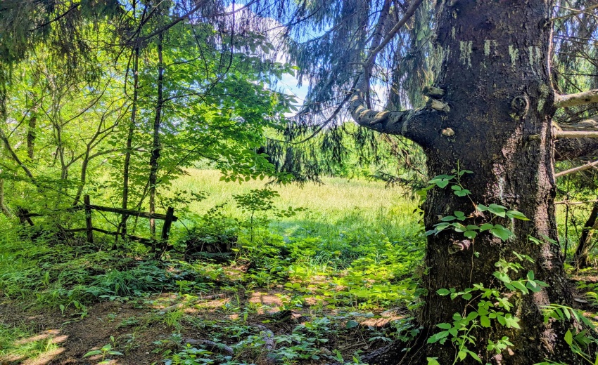 Pasture to 100 N