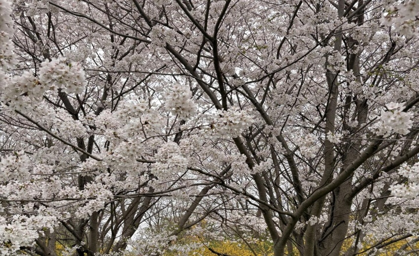 234 blossoms