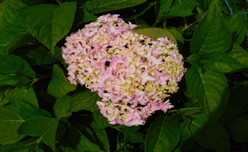 DSCN9529