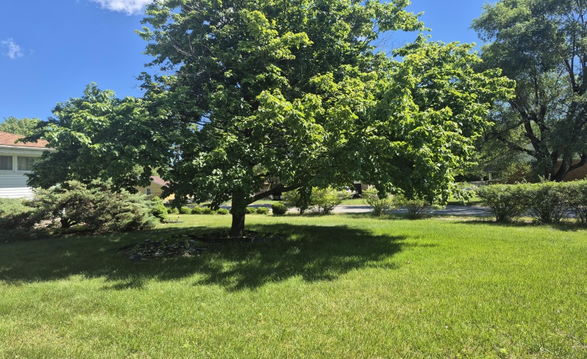 front yard
