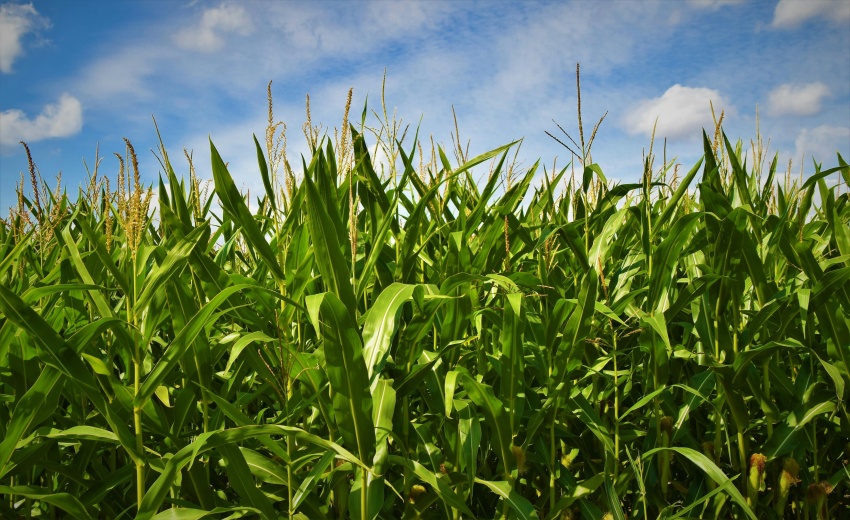 corn example