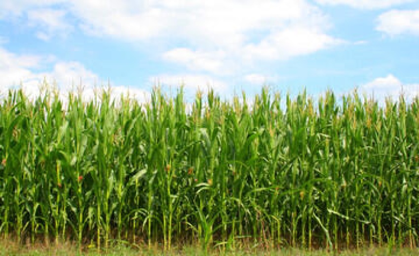 Field