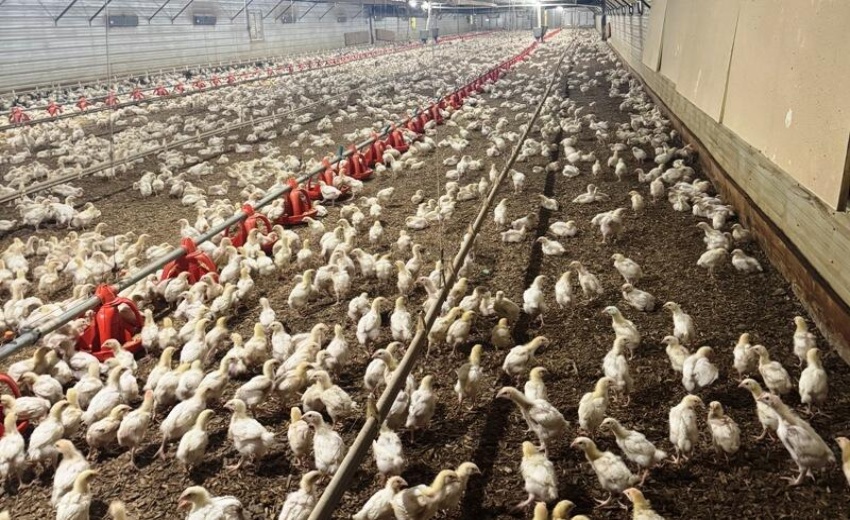 Chix farm pic 7