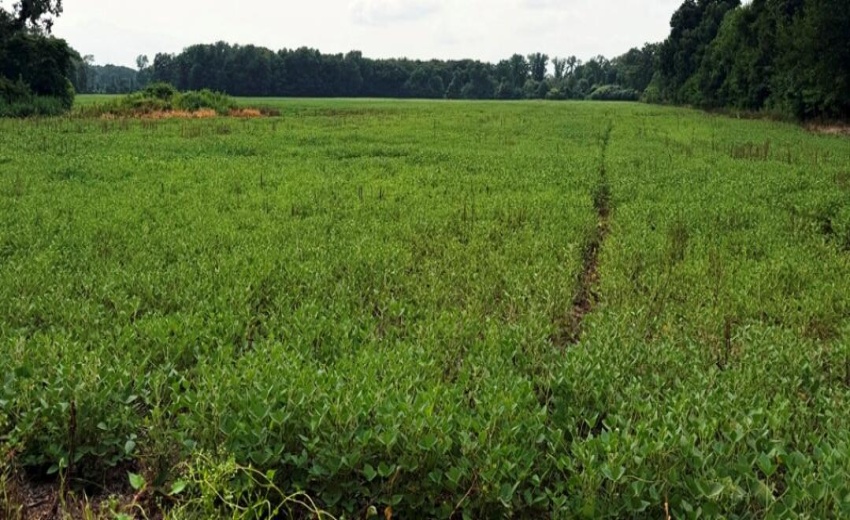 76 acres SR 23 pic 2