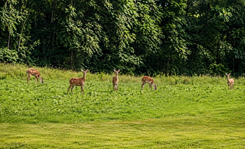 7901 N 300 East deer in the field